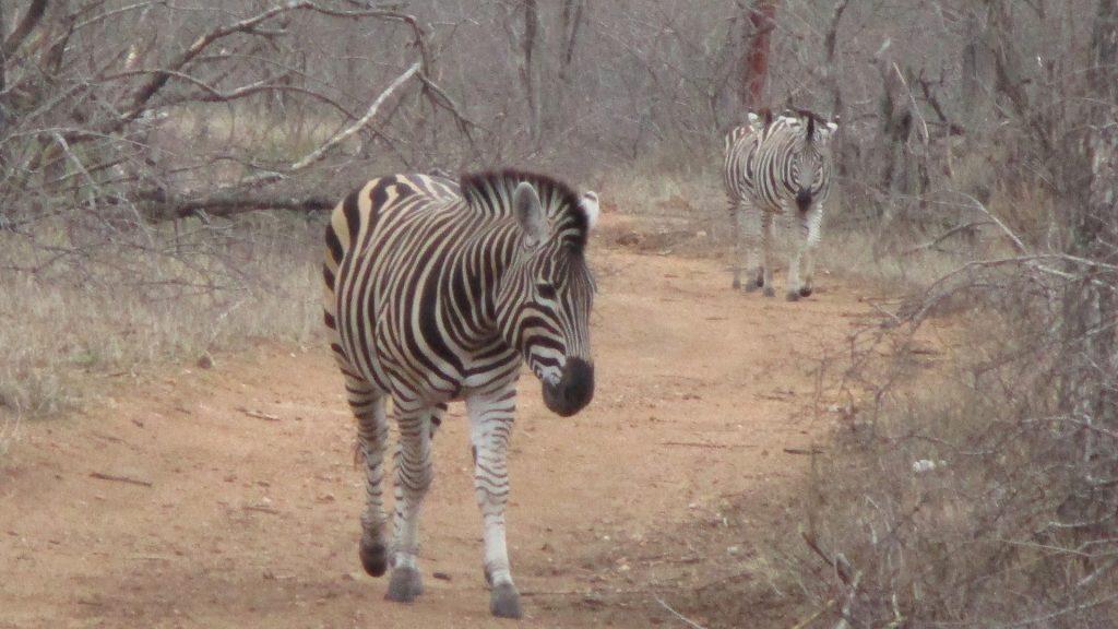 Zebra - African Travel Inc - Total Advantage Travel - African Safari