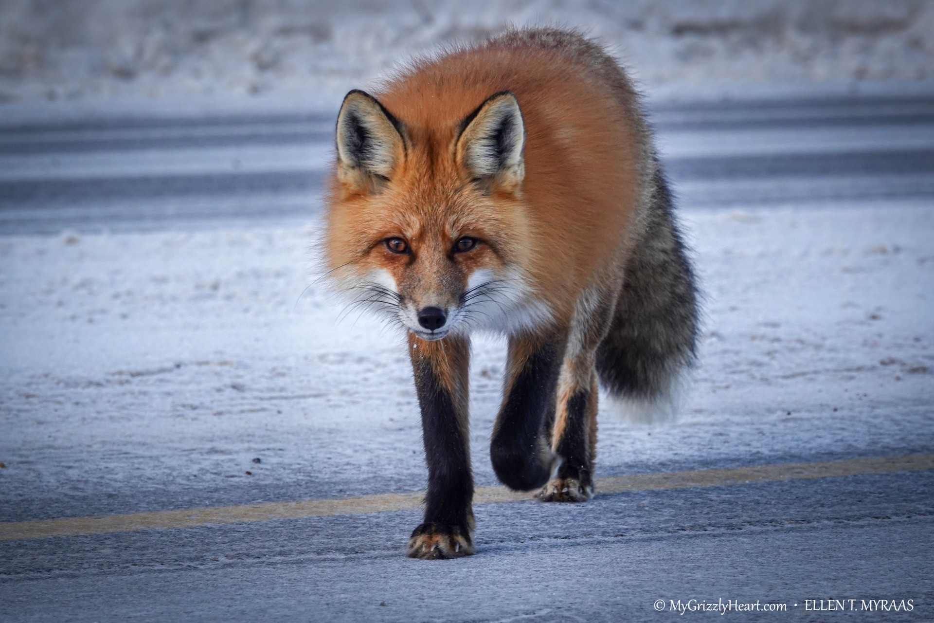 Red Fox at Dawn - Jasper National Park - Ellen T Myraas - Total Advantage Travel