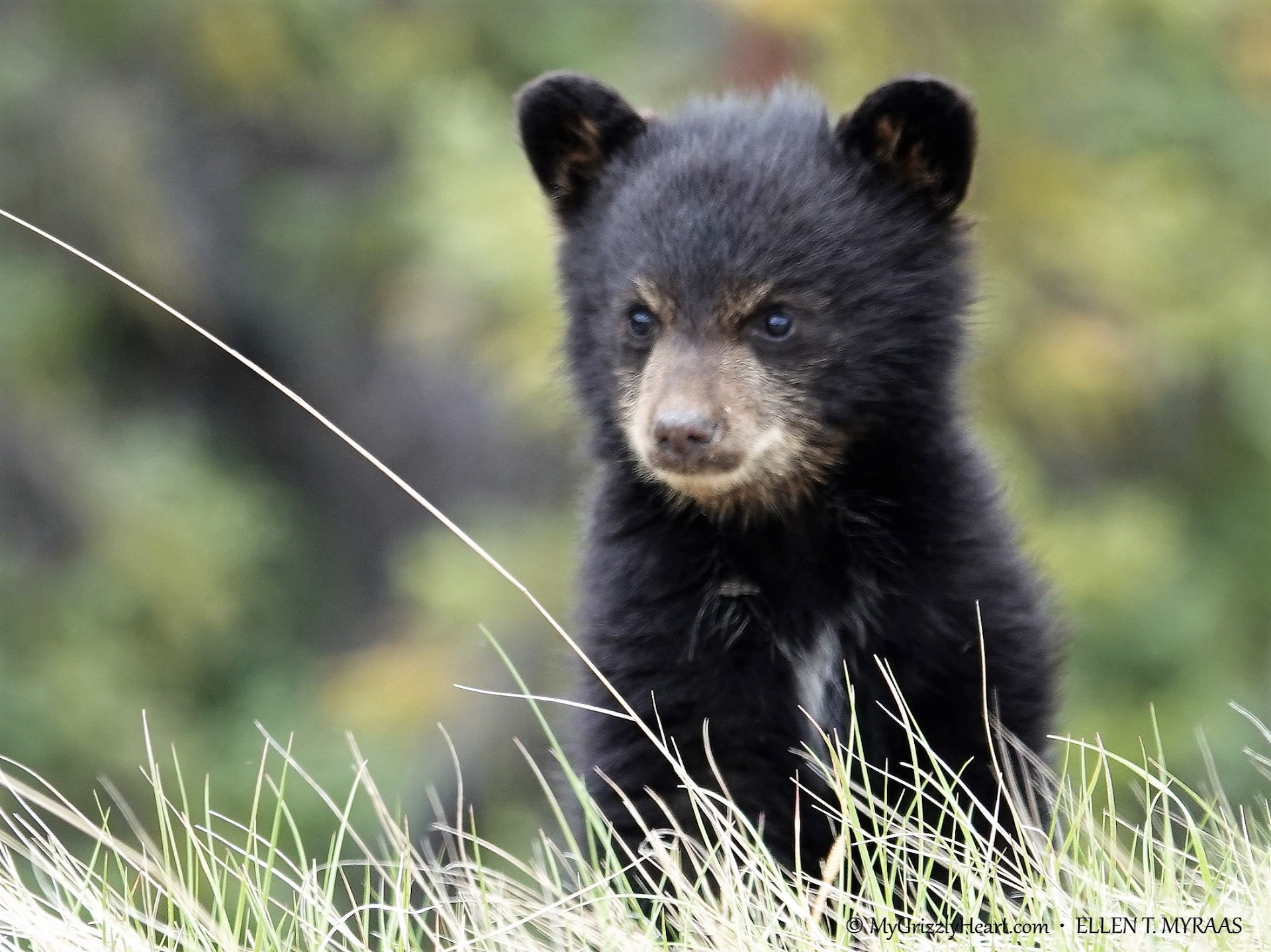 Tiny Black Bear Cub - Wildlife Watching - Canadian Rocky Mountains