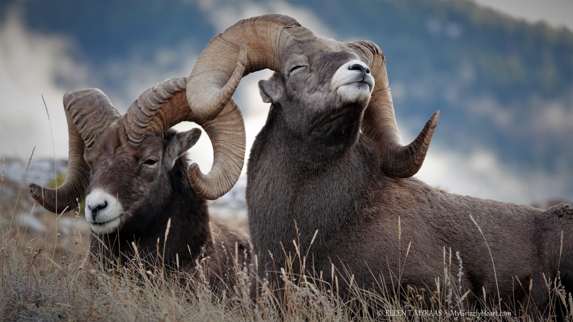 Wildlife Watching Canadian Rockies - Bighorn Sheep