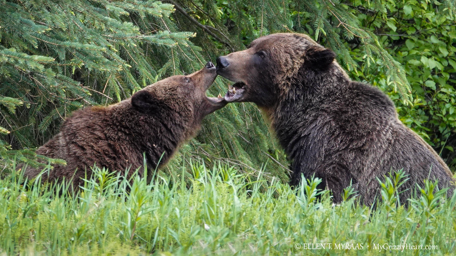 Wildlife Watching Canadian Rockies - Grizzly Bears Mating | Ellen T. Myrass | Total Advantage Travel