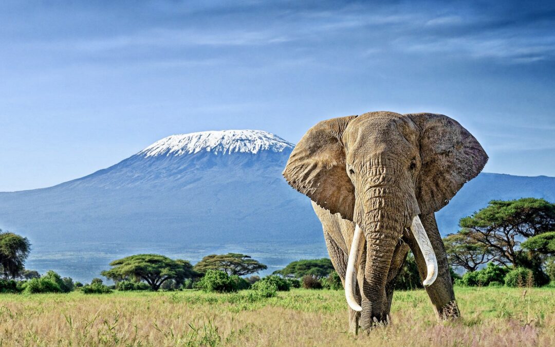 African Elephant - Safari - Africa