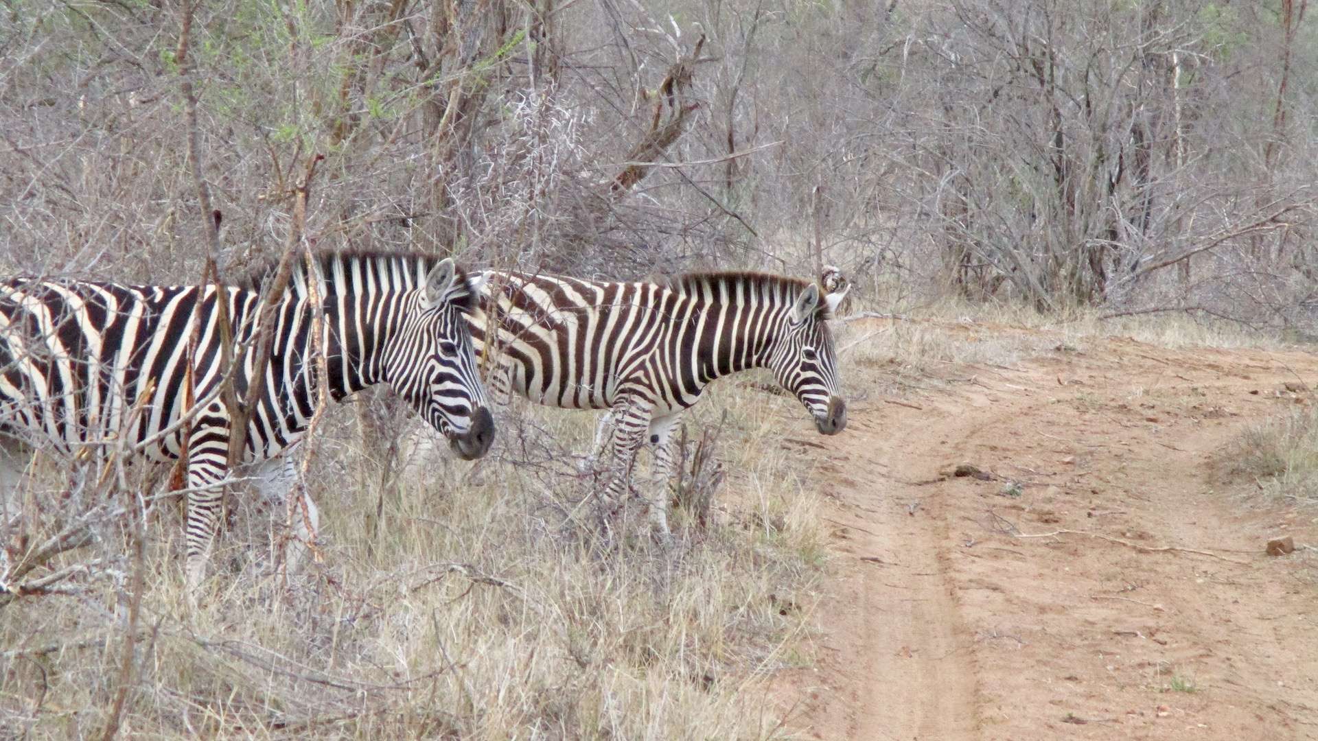 Dazzle of zebras photo taken by Robert Townshend, Total Advantage Travel