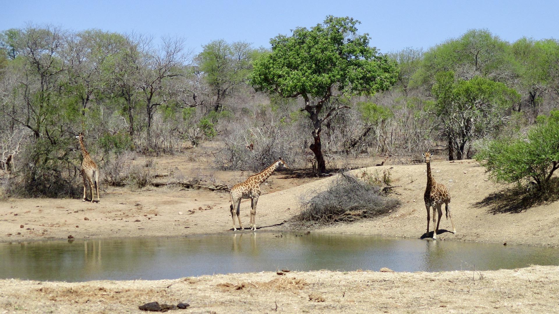 Giraffes - Thornybush Nature Reserve - Africa