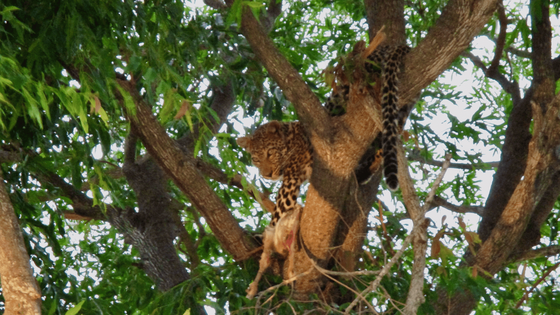 Leopard - One of Africa’s Big Five