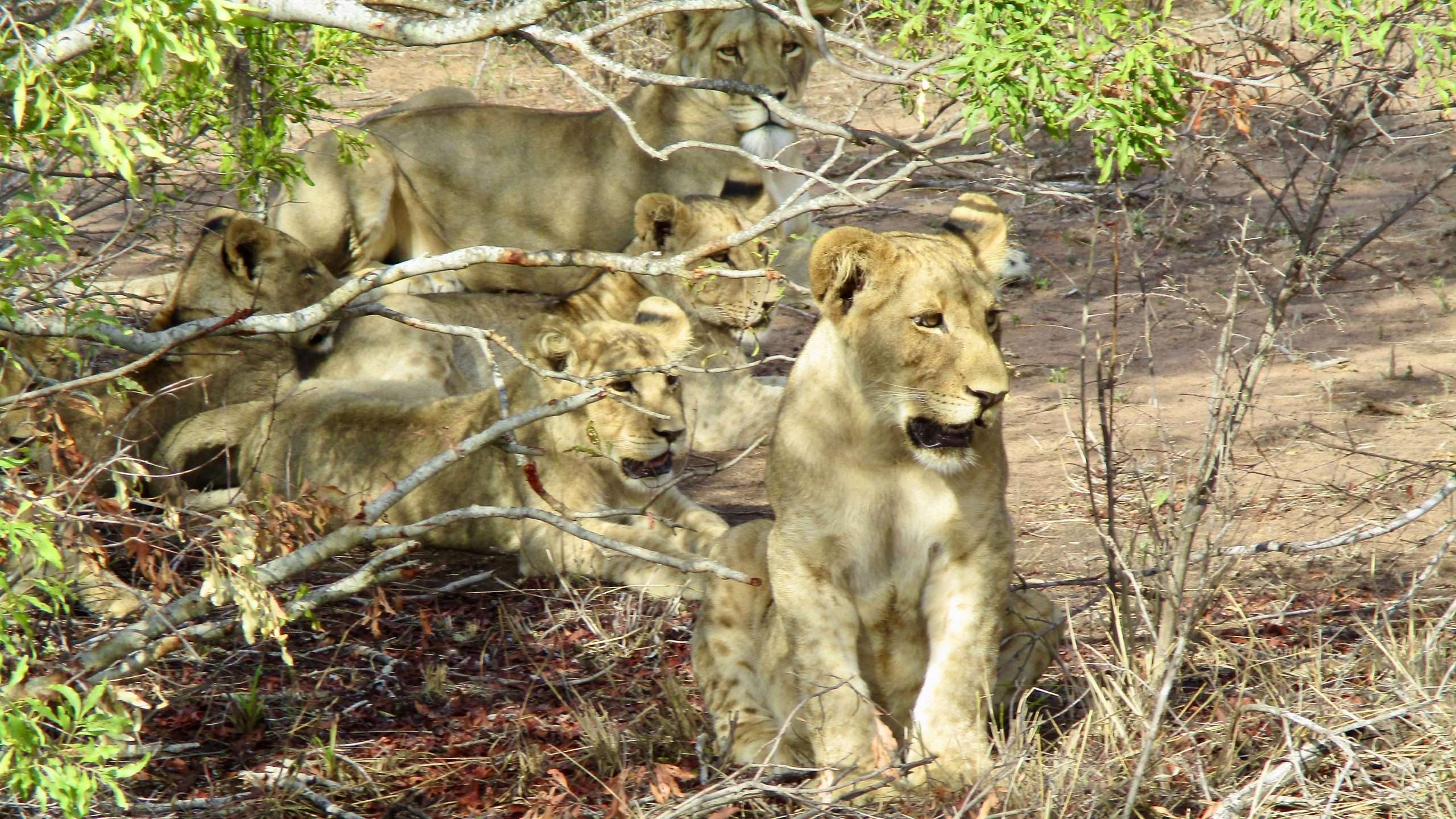 Lions - My African Safari - Thornybush Nature Reserve South Africa