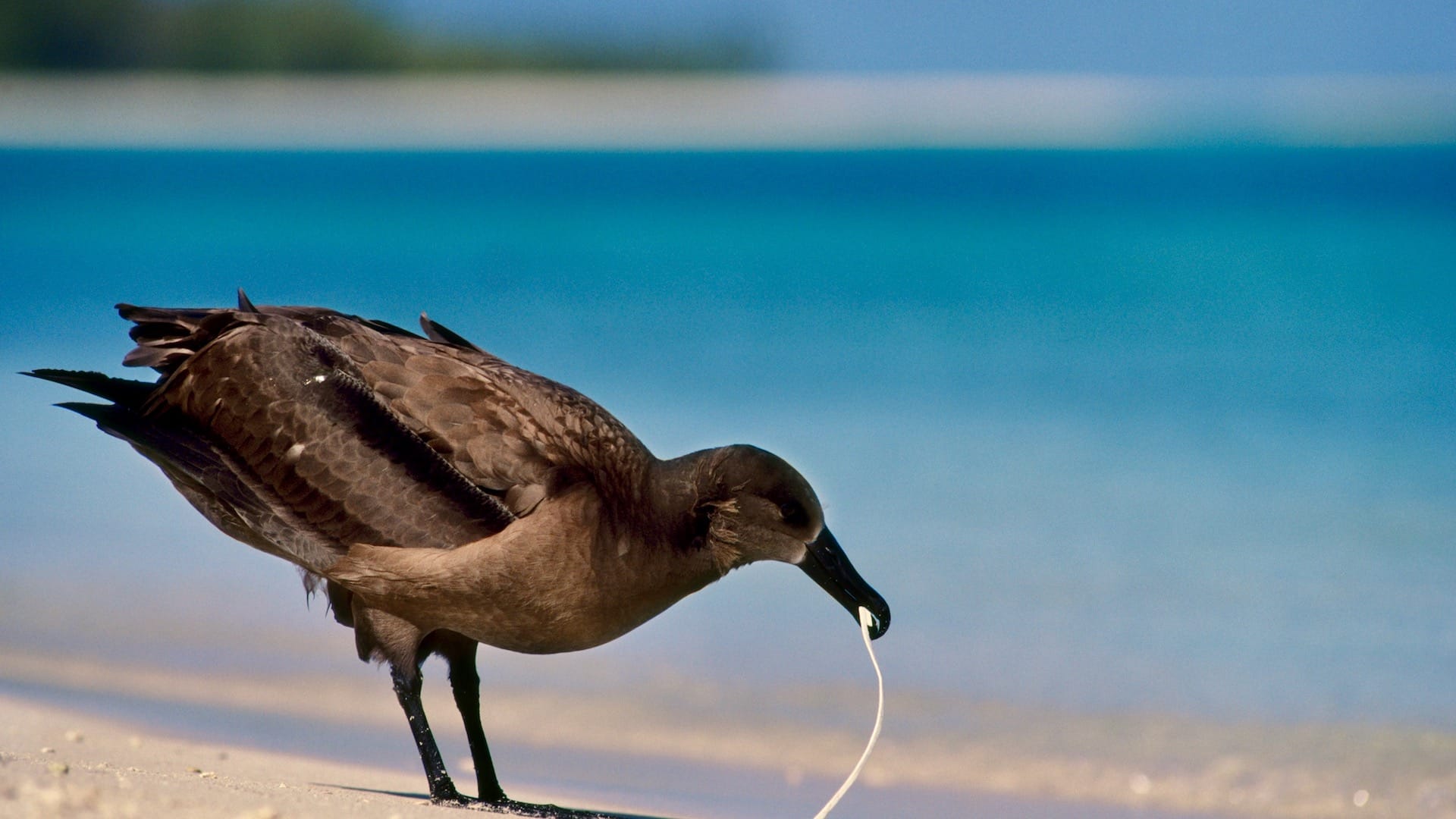 Plastic-Free Travel - Plastic's Effect on Seabirds