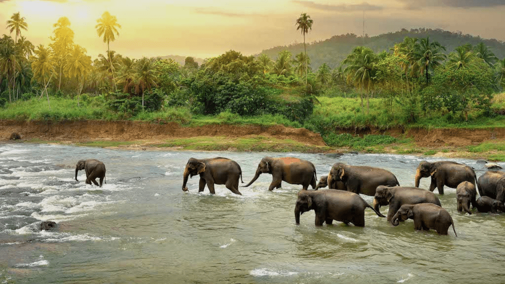 Spectacular Sri Lanka Travel Experiences Elephants