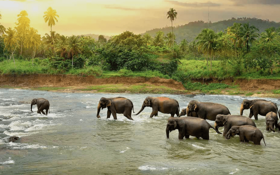 Spectacular Sri Lanka Travel Experiences Elephants