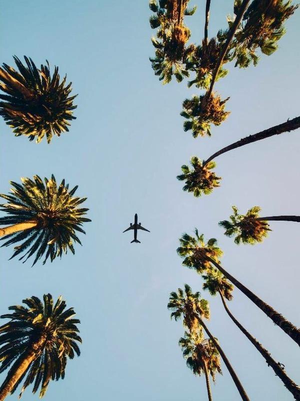 Top Travel Agency Toronto - Flights by Total Advantage - Palm Trees