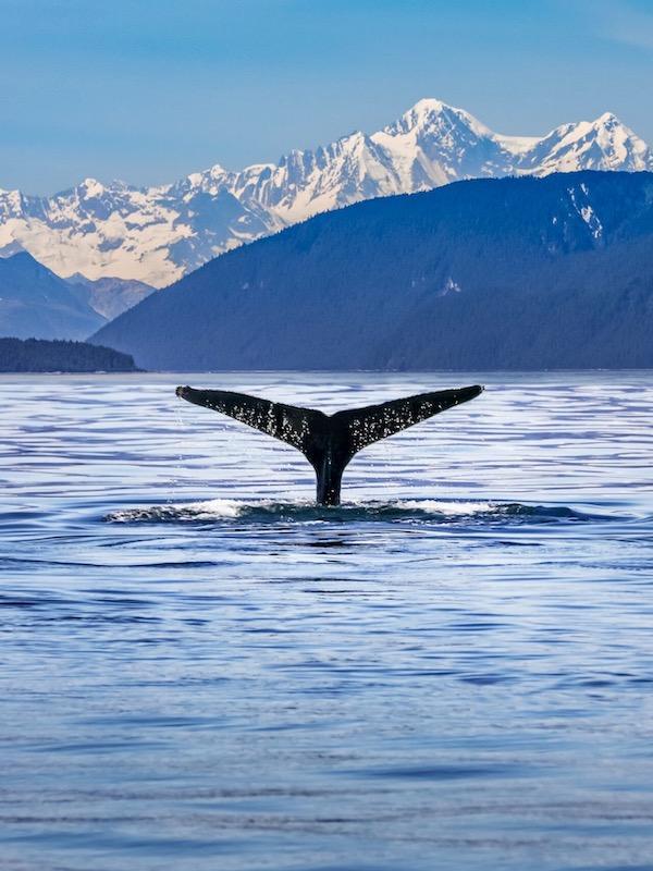 Humpback Whale Watching on my Alaska Cruise