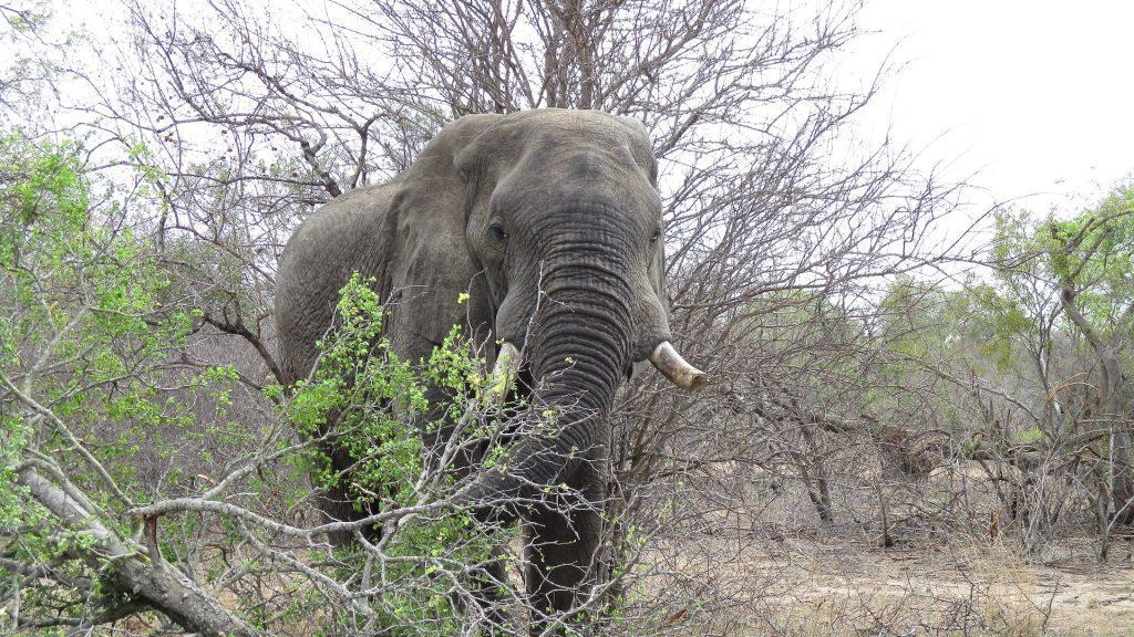 African Safari Tanzania - Elephant - Photo by RT