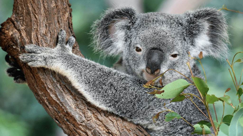 Koala Bear - Experience Australia Your Way - Travel
