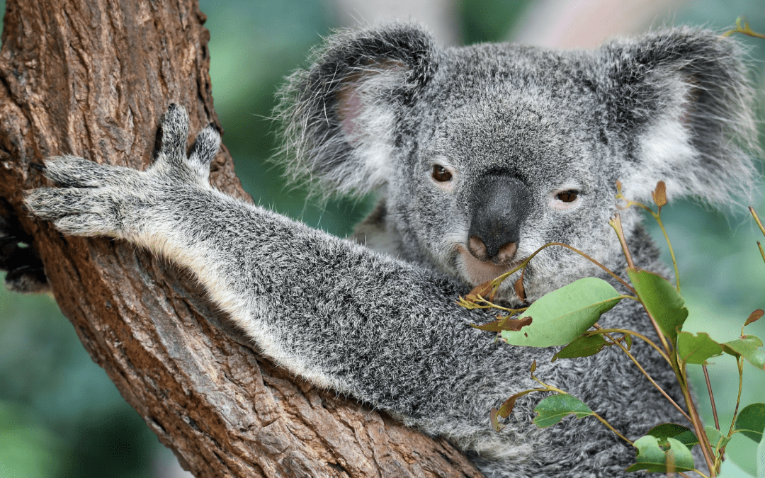 Koala Bear - Experience Australia Your Way - Travel