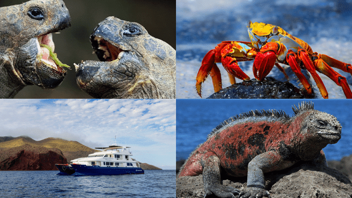 Galápagos Island Hopping with Quito – Trip Deal