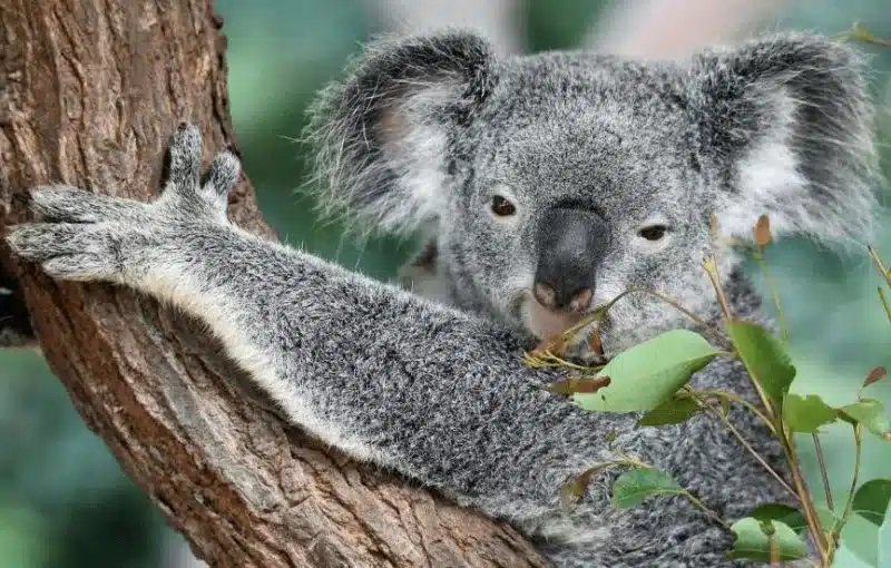 Australia and New Zealand Travel Destinations - Koala Bear