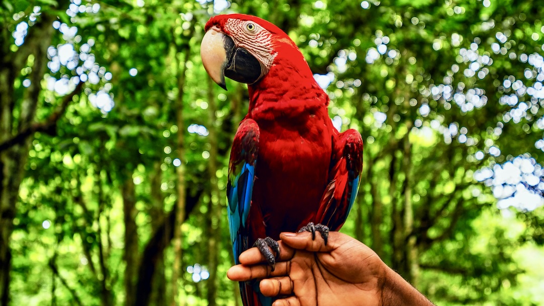 Dominican Republic Best Experiences - Parrot